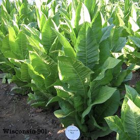 Wisconsin 901, Tobacco Seed